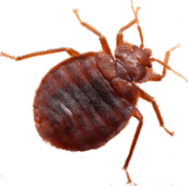 bed bug exterminator elora