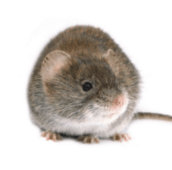 mouse exterminator elora