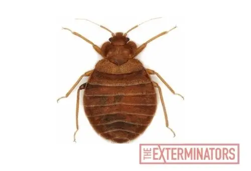 bed bug exterminator elora