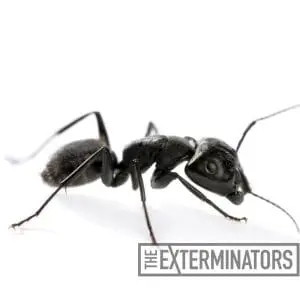 carpenter ant control elora