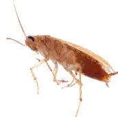 cockroach control elora