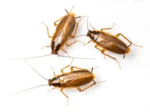 cockroach treatment pest control elora