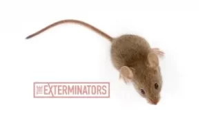 mice exterminator elora