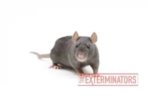 rat exterminator elora