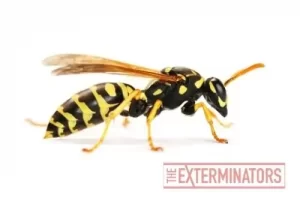 wasp removal elora
