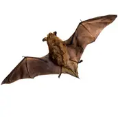 bat removal elora