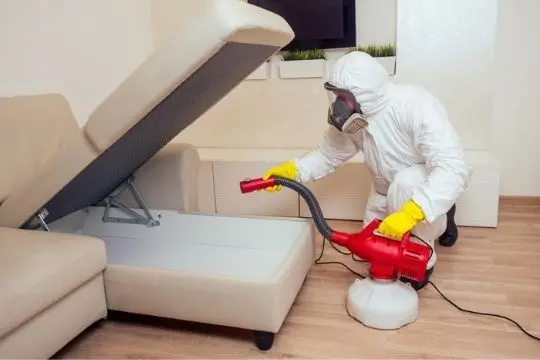 bed bug extermination elora