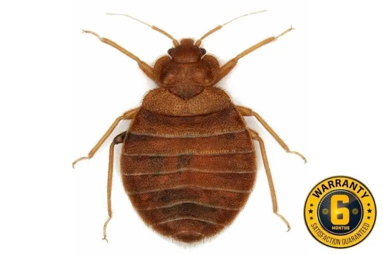 bed bug exterminator elora