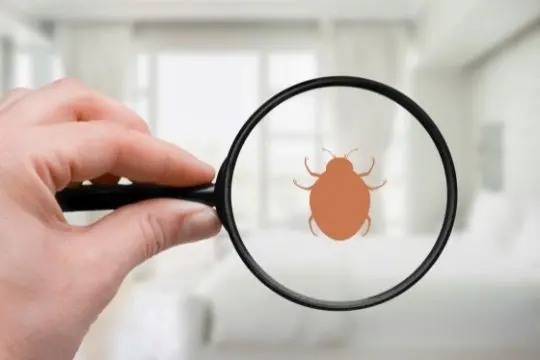 bed bug inspection elora