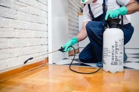 bed bug prevention elora