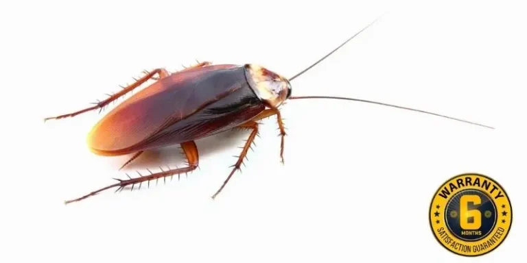cockroach control elora