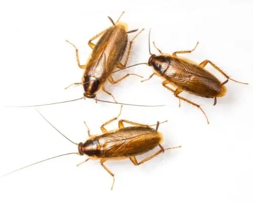 cockroach infestation elora