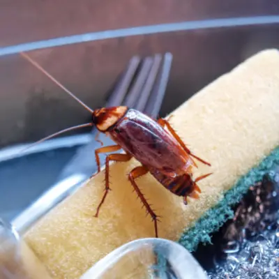 cockroach treatment elora