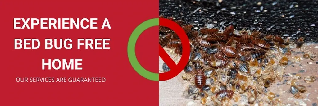 experience a bed bug free home elora