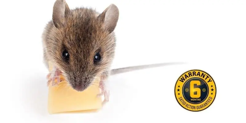 mice exterminator elora