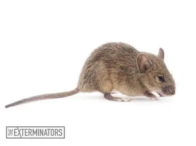 mice infestation elora