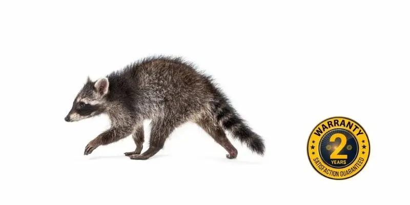 raccoon control elora