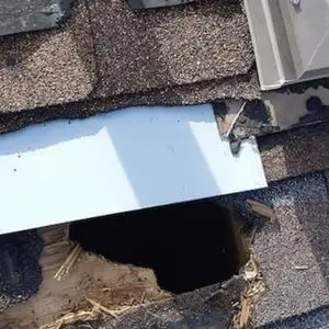 raccoon inspection elora