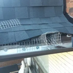 raccoon removal elora 1