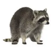 raccoon removal elora