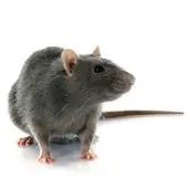 rat control elora