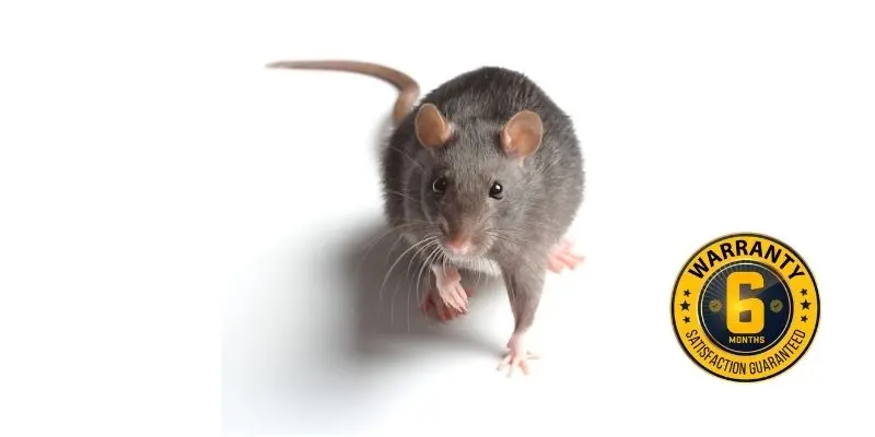 rat exterminator elora