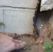 rat inspection elora