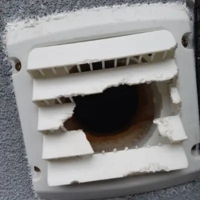 rat property damage elora