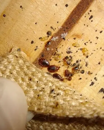 signs of bed bug infestation elora