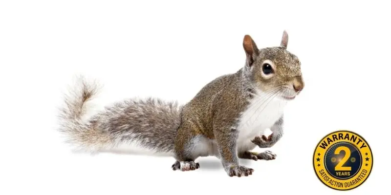 squirrel control elora
