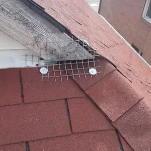 squirrel exclusion elora