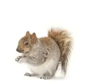 squirrel removal elora