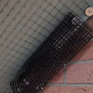squirrel removal using one way door elora